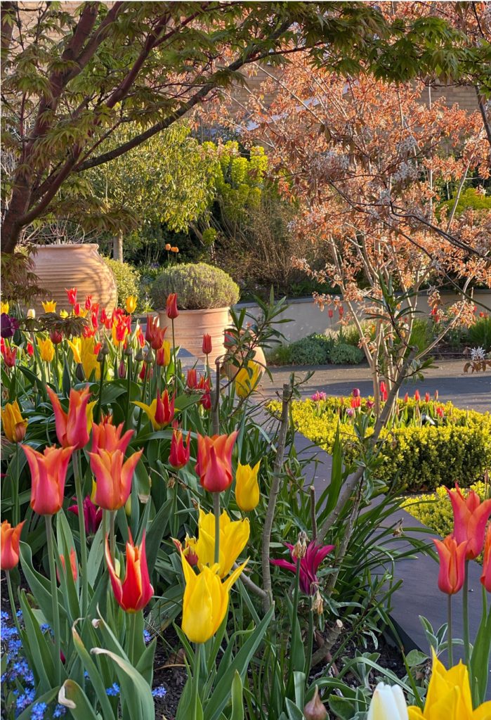 tulips adding a burst of spring colour