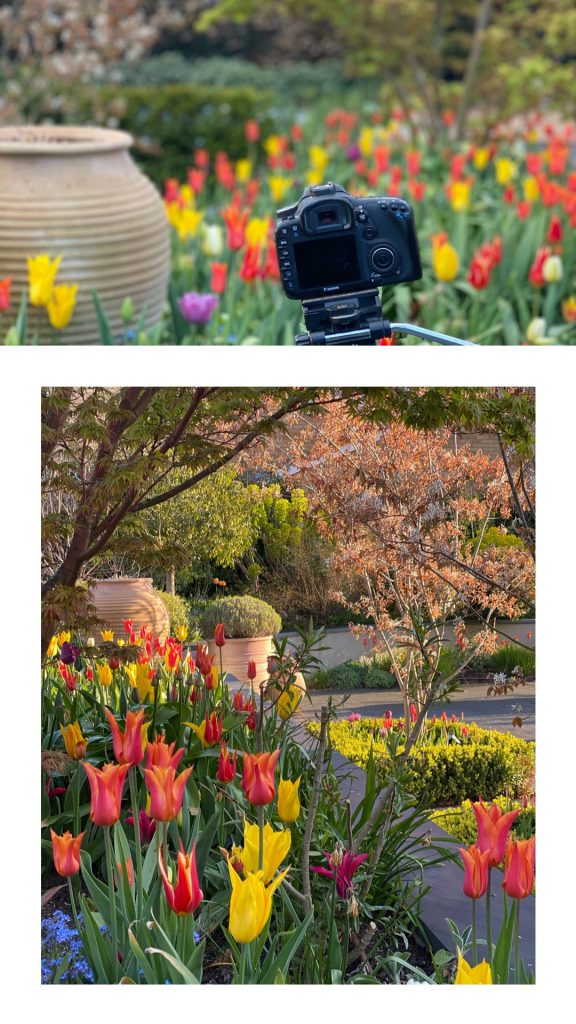 Early morning photography capturing the spring colour and blossom
