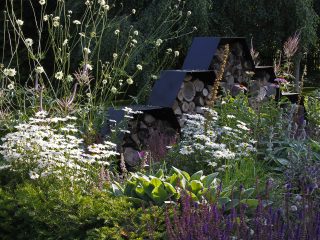 Nectar-rich planting