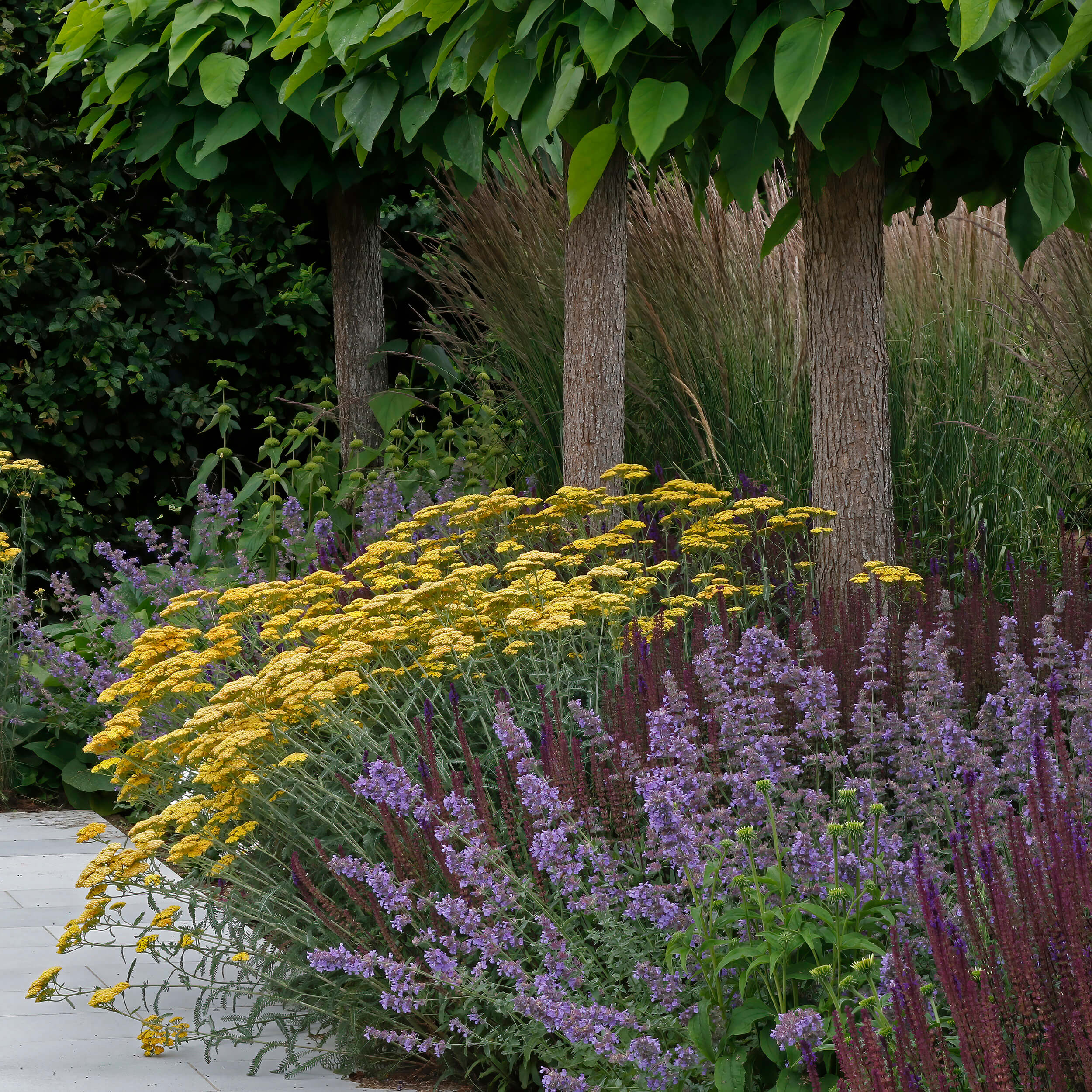 Yellow echinacea contrasts with the deep blue-mauve of Nepeta under the Catalpa trees