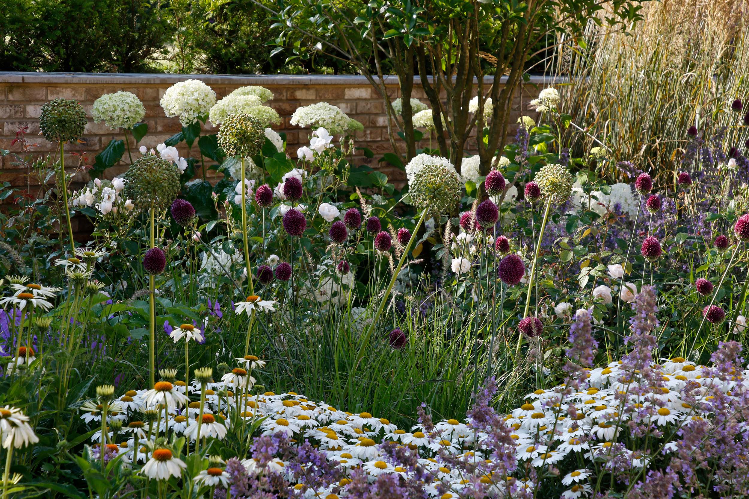 White hydrangeas, purple alliums surrounded by complimentary perennial planting in this stripped back palette of pink, purple and white