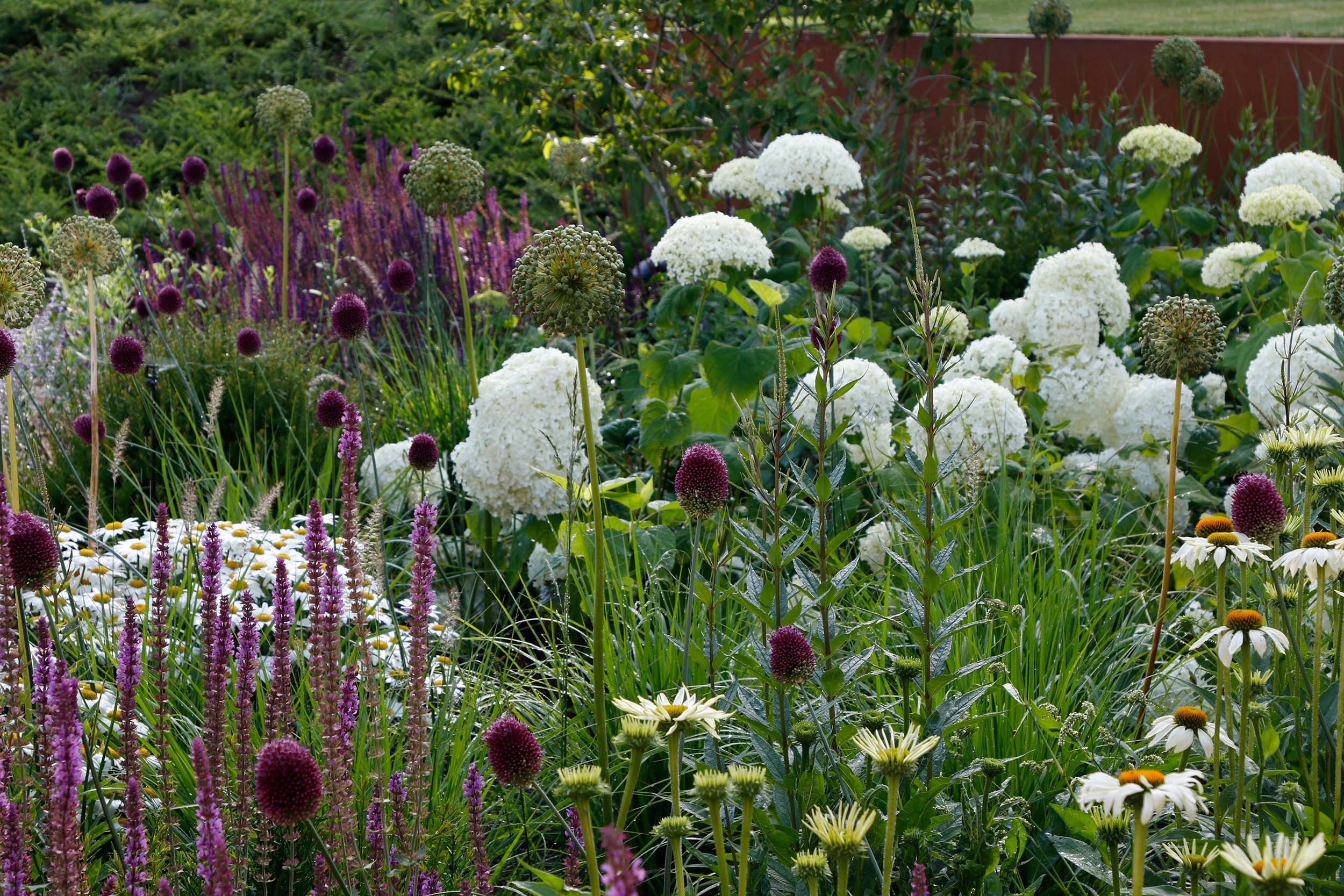 Huge white hydrangea flowers contrast with the structural purple allium drumsticks