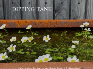 Dipping tank harvesting rainwater 🌳 With added Common Water CrowFoot Ranunculus aquatilis Greencube Design 🌳