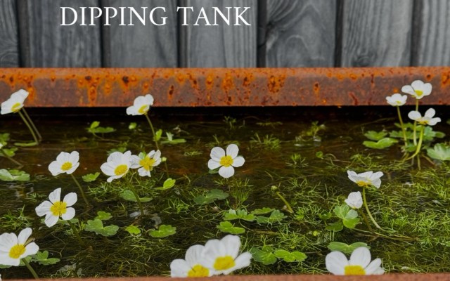 DIPPING TANK poster: weathered wooden fence, rusted metal tank edge, and white flowers floating in water with the text 'DIPPING TANK' overlay.