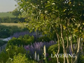 Allium nigrum in amongst the grasses Lupins offering vertical punctuationNepeta in bold swathes on repeat Evergreen Osmanthus framing the view 🌳 Greencube Design