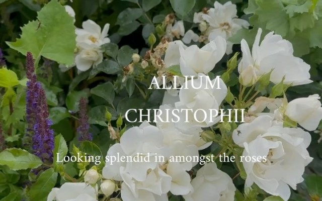 White roses in a garden with purple alliums, overlaid with the text 'Allium Christophii' and 'Looking splendid in amongst the roses'