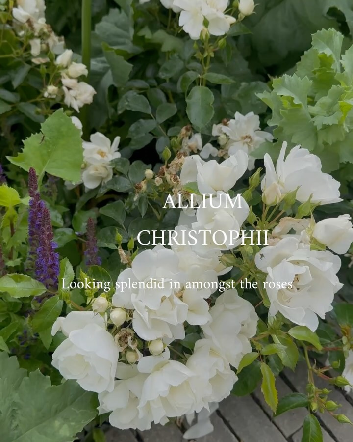 White roses in a garden with purple alliums, overlaid with the text 'Allium Christophii' and 'Looking splendid in amongst the roses'