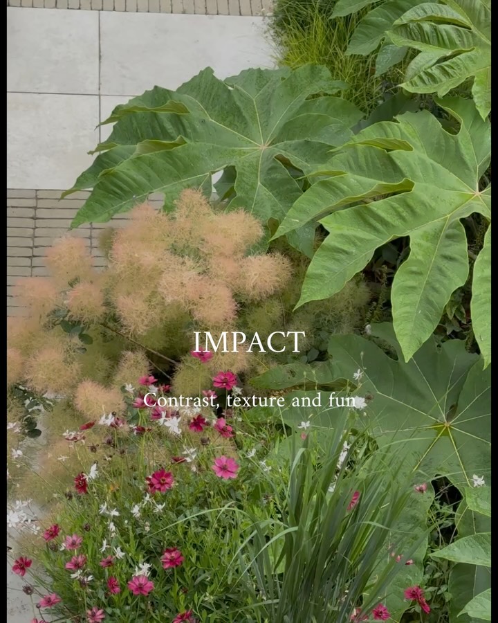 Garden scene with large green leaves, fluffy pink plumes, and pink flowers; overlay text reads 'IMPACT' and 'Contrast, texture and fun.'