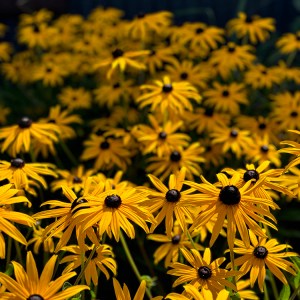 Gorgeous yellow Rudbeckia 'deamii' fills the late summer border