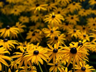 Championing yellow