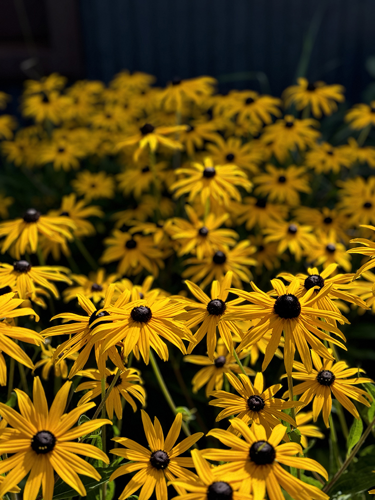 Gorgeous yellow Rudbeckia 'deamii' fills the late summer border
