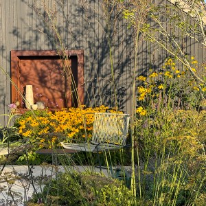 The bold, architectural blooms of Rudbeckia ‘Deamii’ and Rudbeckia ‘Herbstsonne’ with the sculptural seedheads of Craspedia globosa, grown from seed, and the rich golden umbels of Achillea ‘Cloth of Gold’.